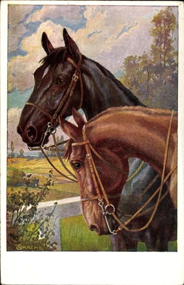 Artist Postcard Trache, R., Brown and black horse with bridle