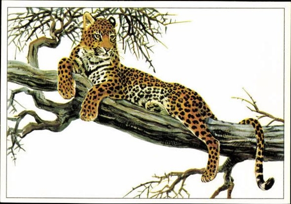 12 PCs in the envelope, African steppe animals, trading card series Bild und Heimat