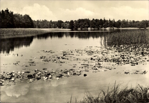 Postcard Weißwasser in Upper Lusatia, quiet water surface, water lilies, trees on the shore, idyllic landscape
