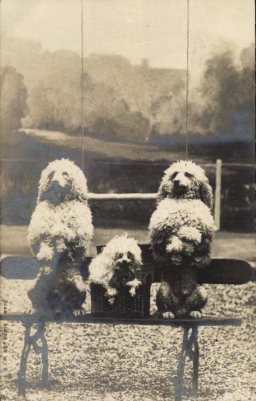 Ak Zirkus, dressierte Hunde, Pudel