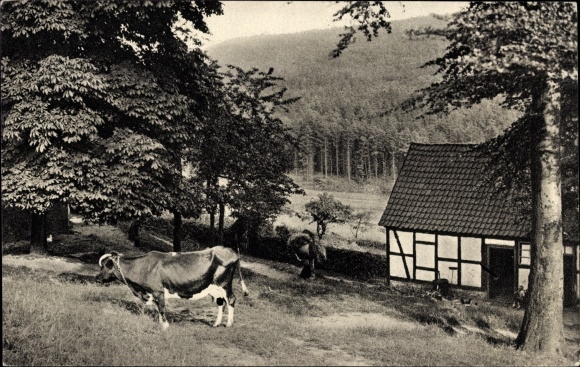Ak Beckweg Herdecke an der Ruhr, grazende koe, bossen, vakwerkhuis