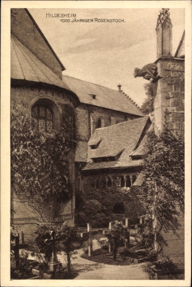 Postcard Hildesheim in Lower Saxony, 1000-year-old rosebush, garden with trees and buildings