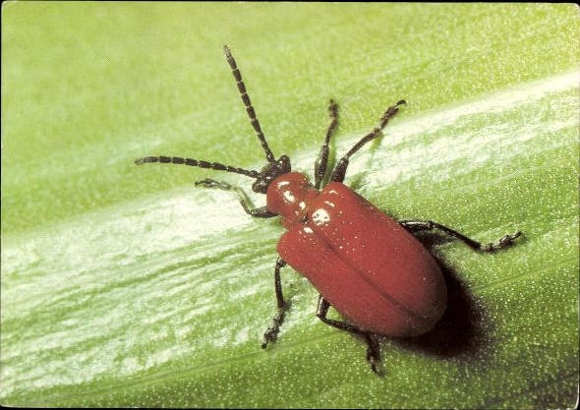 7 old Postcard beetles and other insects, various views