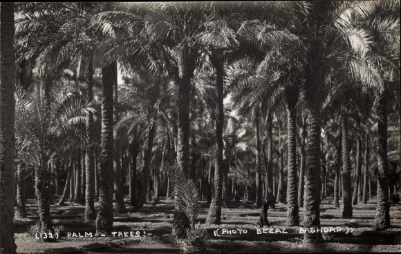 Zdjęcie Ak Bagdad Irak, palmy, palmy