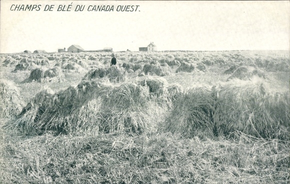 KP Canada West, pola pszenicy