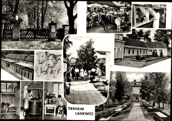 Postcard Berlin Steglitz Lankwitz, TIERHEIM LANKWITZ, pictures of dogs, animal shelter, visitors, animal care