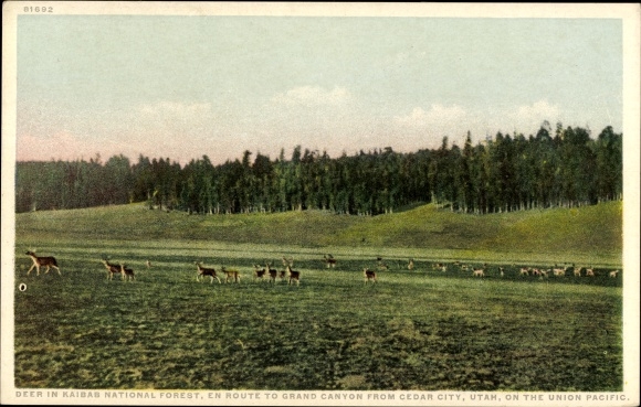 Ak Utah USA, Kaibab National Forest, Route naar de Grand Canyon vanuit Cedar City