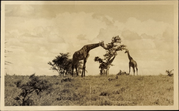 Photo Postcard Giraffes in the savannah