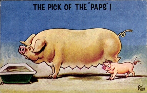 Artist Postcard Taylor, pigs, piglets, feeding trough