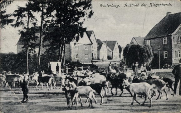 Postcard Winterberg in the Sauerland, herd of goats, farmhouse, view of a rural scene