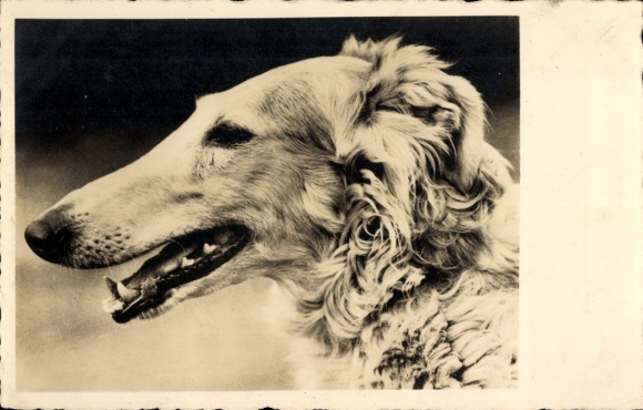 Postcard German greyhound, dog portrait
