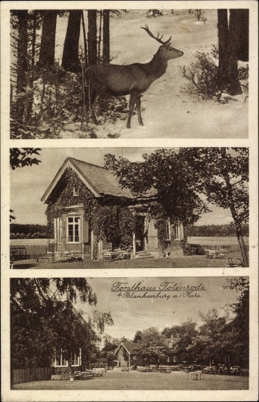 PC Blankenburg am Harz, Forsthaus Totenrode, deer