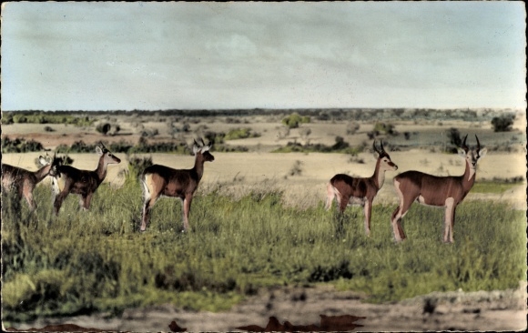 Postcard African wildlife, antelopes