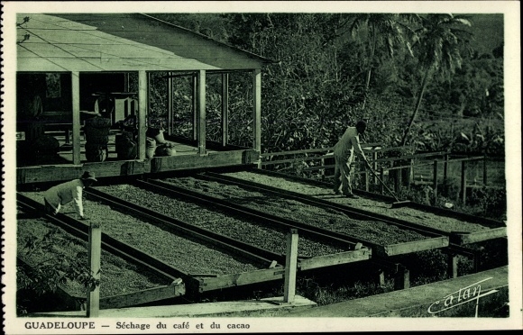 KP Guadeloupe, Sechage du cafe et du cacao
