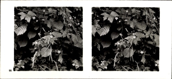 Stereo photo from the forest community, plant life on the edge of the forest