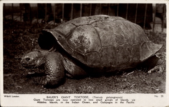 Giant tortoise by Postcard Bauer