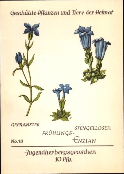 Artist PC spring gentian, protected plants and animals of the homeland No. 18, youth hostel work