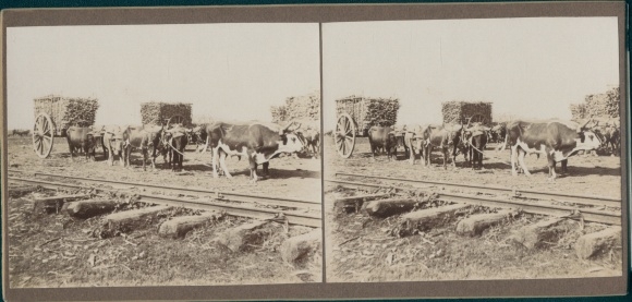 Stereo photo of Cuba, cattle carts, cows, railroad tracks, world tour 1914