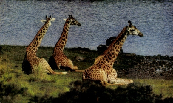 Postcard Maasai Giraffes, African Wildlife