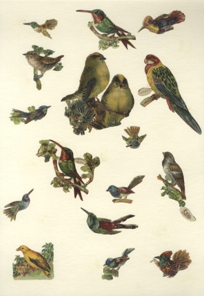 16 Oblaten exotische und heimische Singvögel, ca. 8,5 x 7,5 cm bis 2,5 x 2,5 cm