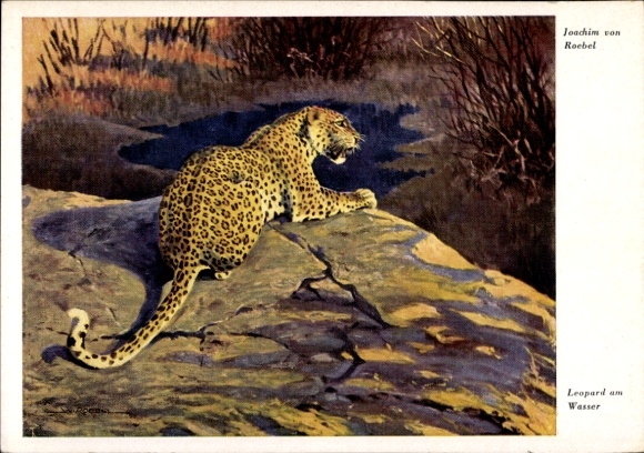 Artist Postcard by Roebel, Joachim, Leopard at the water