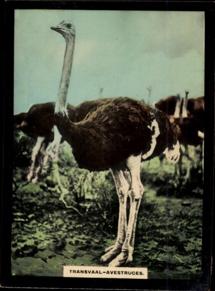 Photo Transvaal, South Africa, Avestruces, Ostriches