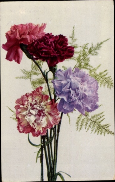 Ak Bunte Nelken, Photochromie