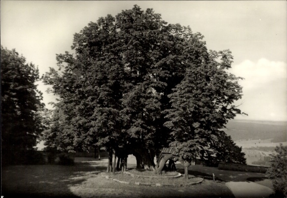 Ak Augustusburg im Erzgebirge, Alte Linde, Baumgruppe, Landschaft,en, Schwarz-Weiß Foto