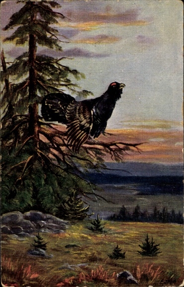 Artist Postcard Stahl, capercaillie sitting on a branch, landscape view
