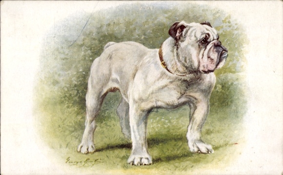 Künstler Ak Weiße Bulldogge, Tierporträt