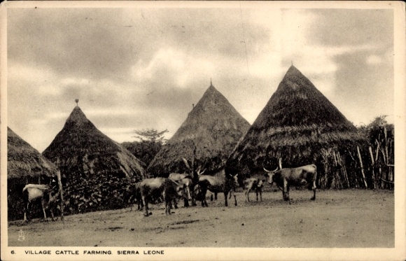 Ak Sierra Leone, Village Cattle Farming