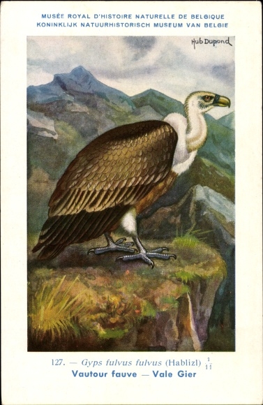 Artist Postcard Dupond, H., Gyps fulvus fulvus, Vale Gier No. 127
