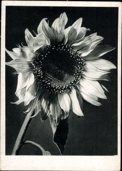 8 old PCs flowers, various motifs