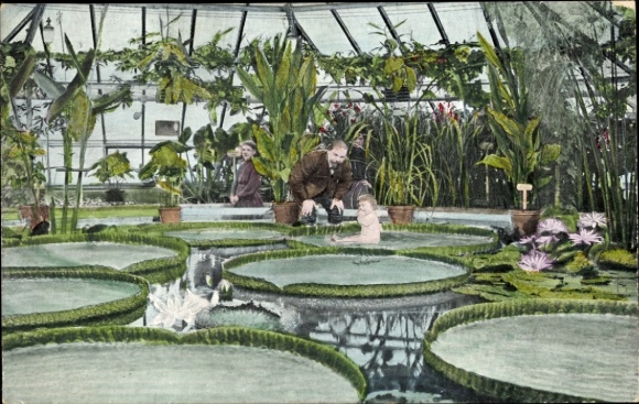 Ansichtkaart Zwickau in Saksen, handels- en industrietentoonstelling 1906, Victoria Regia House, waterlelies