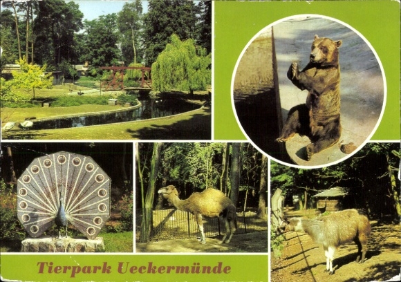 KP Ueckermünde na Pomorzu Zachodnim, park zwierząt: niedźwiedź brunatny, dromadery, lamy, wybieg dla ptactwa wodnego, mozaika...
