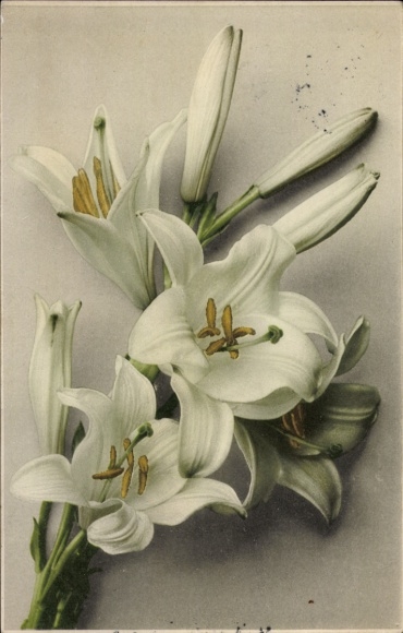 Postcard Orchidee