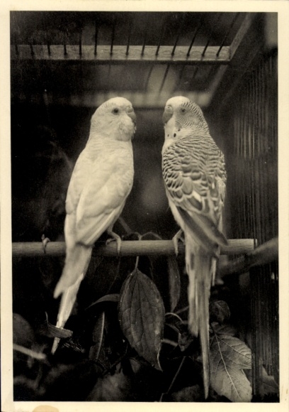 Postcard birds, budgies, animal portrait