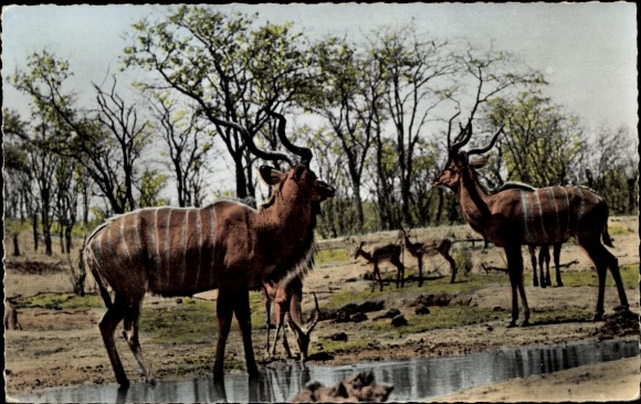 Akafrican fauna, greater kudu