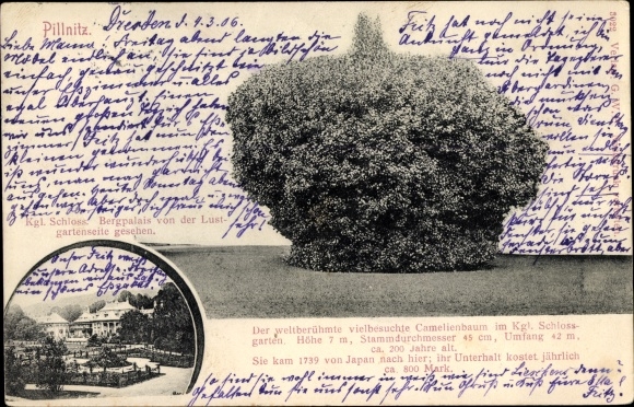 PC Dresden Nordost Pillnitz, camellia tree around the castle garden, camellia