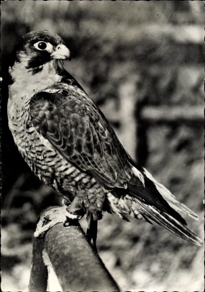 Postcard Tierpark Berlin, Peregrine Falcon