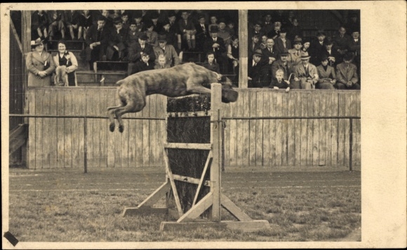 Foto Ak Krefeld am Niederrhein, Polizeisportfest 1932, Dogge