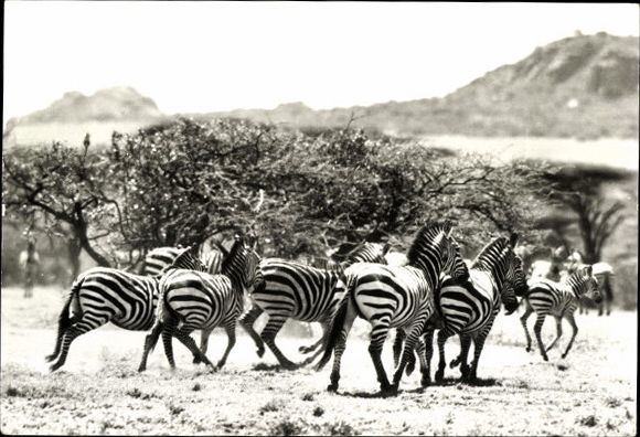 10 old Postcard different animals, buffalo, ibex, giraffe, zebra, bison
