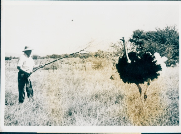 Photo ostrich farming in South Africa
