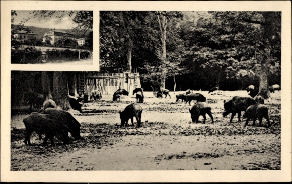 Postcard Springe am Deister, wild boars, hunting lodge forest landscape, black and white