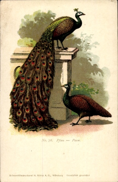 Artist Postcard Peacock No. 76, Rooster and Hen