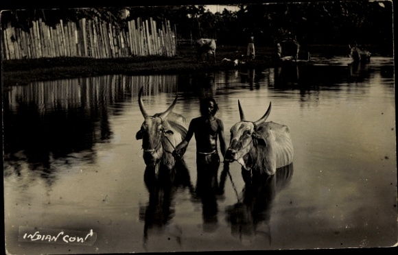 Foto Ak Indischer Bauer mit Rindern im Wasser