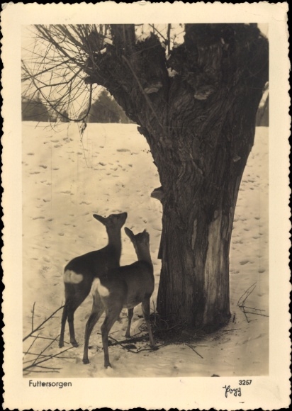 Postcard food worries, two deer in winter looking for food