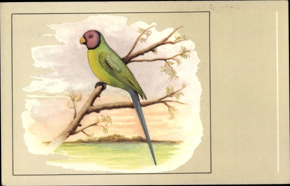 Artist Postcard View of a Plum-headed Parakeet, Palaeornis cycanocephalus