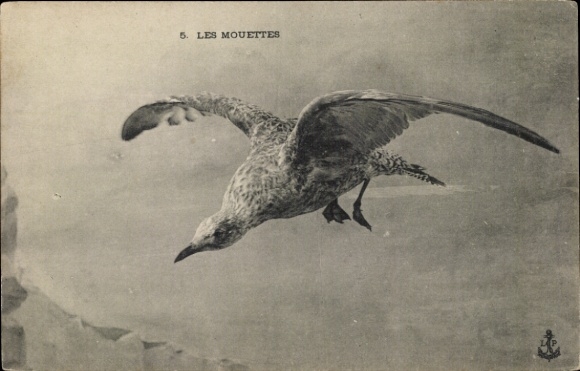 Postcard Les Mouettes, Seagull