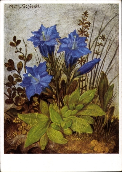 Artist PC Schiestl, Matthew, Gentian